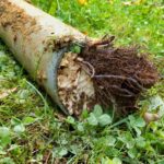 a sewer line with tree roots