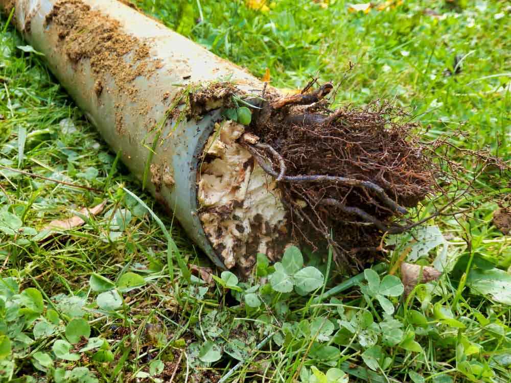 a sewer line with tree roots